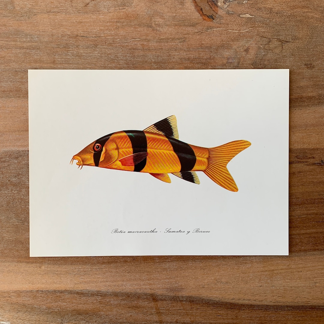 1975 Vintage Fish Print, the Clown Loach or Tiger Botia Fish ...