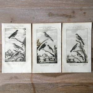1835 Original Antique Lithographs with birds, Bluebird, chaffinch, redpoll illustration, Bird prints set of 3