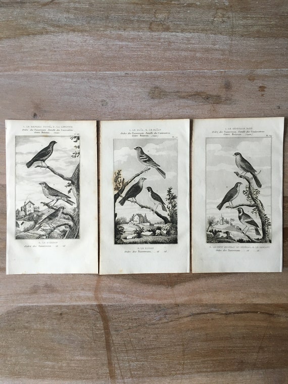 アンティーク　フレーム 鳥の絵画　リトグラフ アンティーク フレーム 鳥の絵画 リトグラフ アンティークフレームの