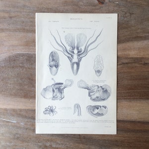 Op de afbeelding: Een vintage zwart-witte illustratie van een inktvis en andere weekdieren. De afbeelding is afkomstig uit een boek getiteld "Mollusca" en bevat de tekst "The Cuttlefish (Sepia) Fish from the Paper Nautilus".