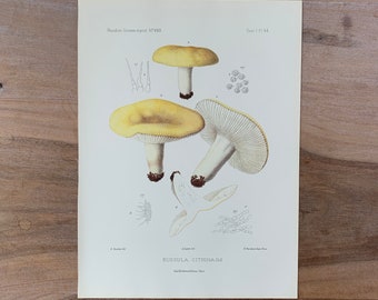 1905 Original Vintage Lithograph with Mushrooms, Yellow Russula mushroom, Mushroom Wall Art, Modern Farmhouse Kitchen Decor