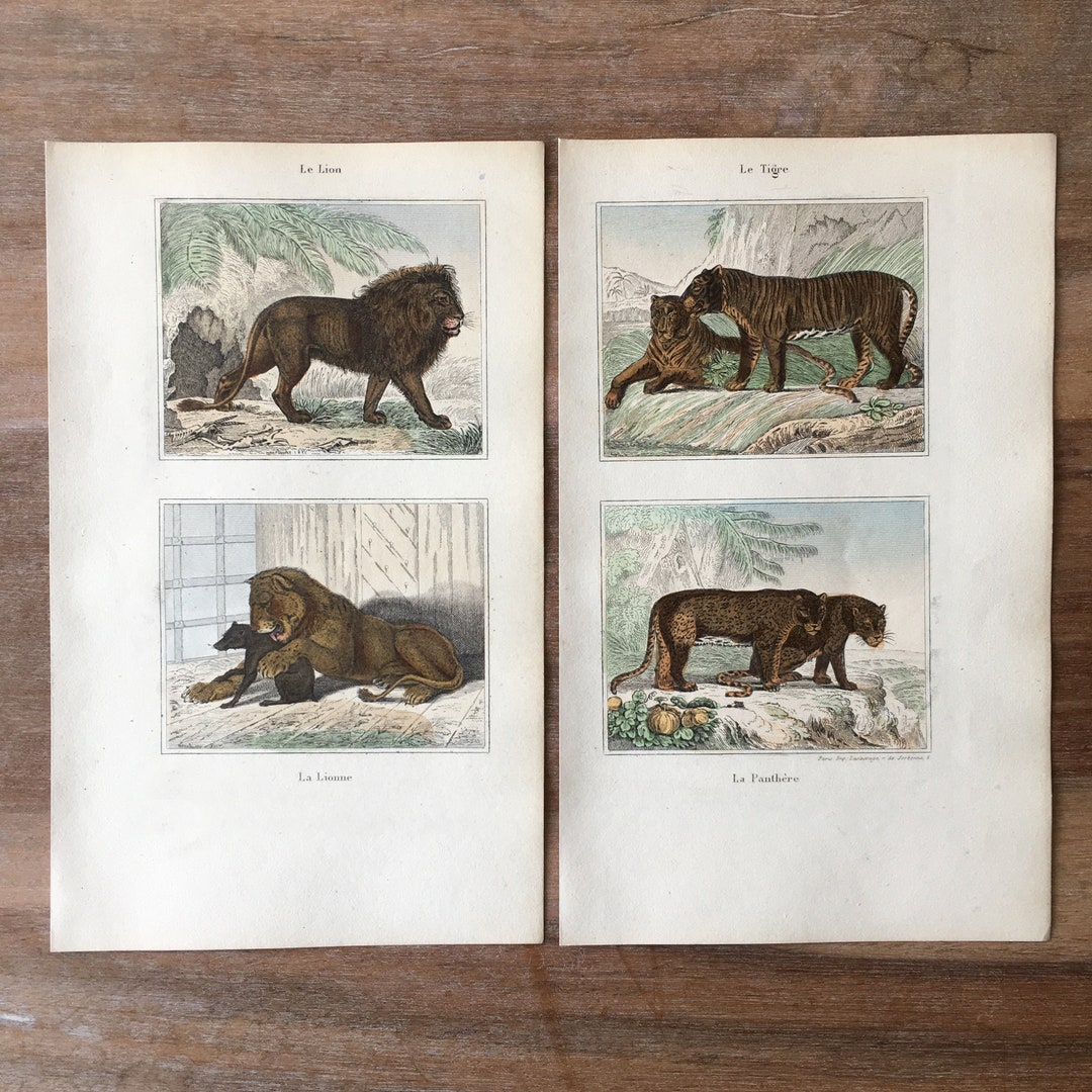 1840 Original Antique Animal Engraving Set of 2, Lion, Adorable Lioness ...