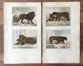 1840 Original Antique Animal engraving set of 2, Lion, Adorable Lioness, Stunning Tiger, Black Panther, Animal plate, Original antique print
