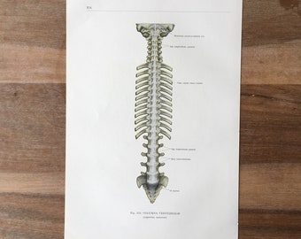 1962 Vintage Medical Print, Syndesmology Print, Joints and Articulations, Anatomy art print, Human Ligaments Print, spine ligaments joints