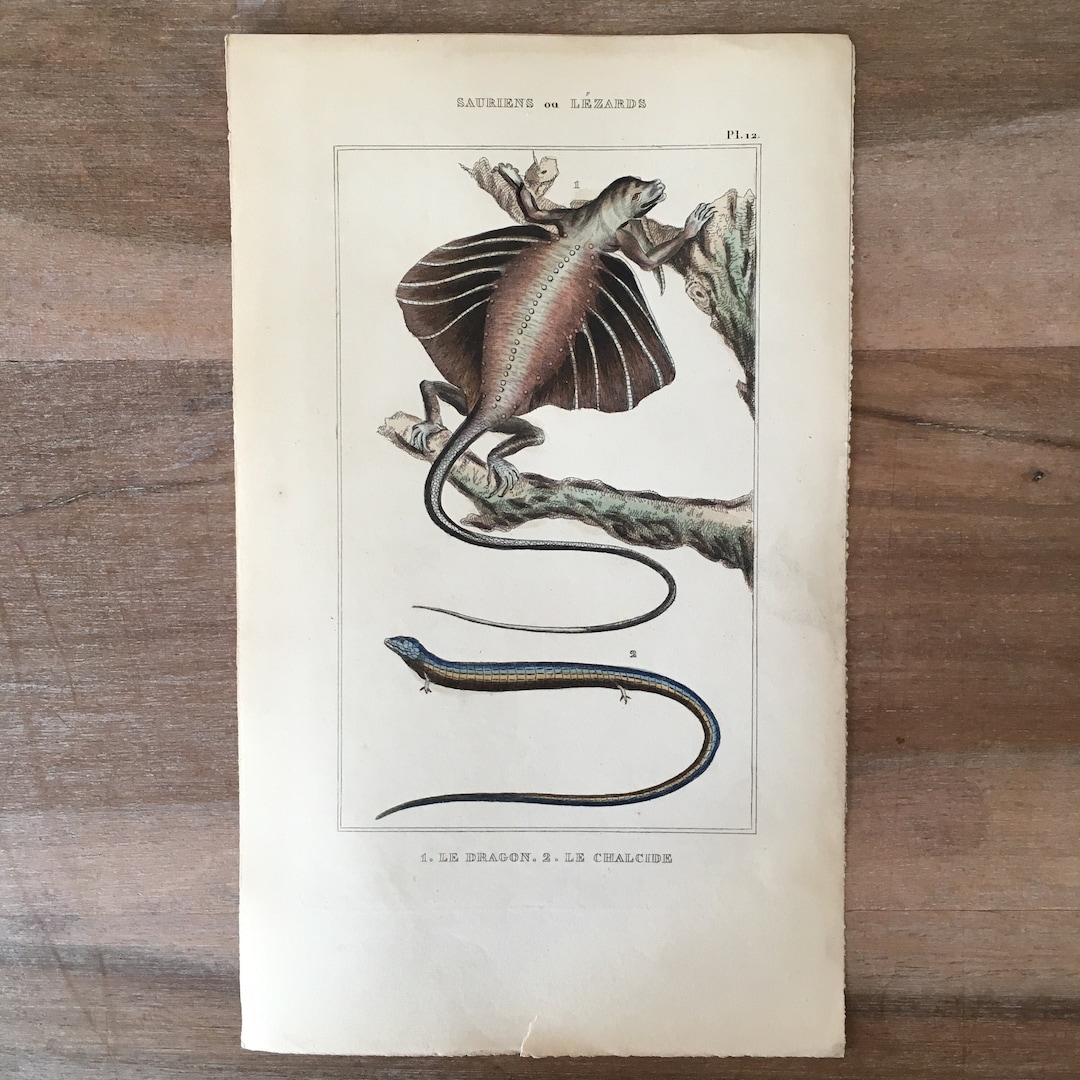 1835 Original Antique Reptiles Engraving With Lizard, Dragon Lizard ...
