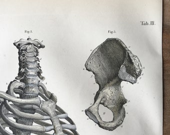 1871 年アンティーク医療彫刻、人間の背骨、脊椎の構造、人間の骨格