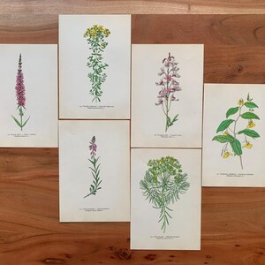 May include: Six botanical prints featuring detailed illustrations of various flowering plants. The prints showcase a range of colors, including pink, yellow, and green, set against a cream-colored background. The prints are arranged on a wooden surface.