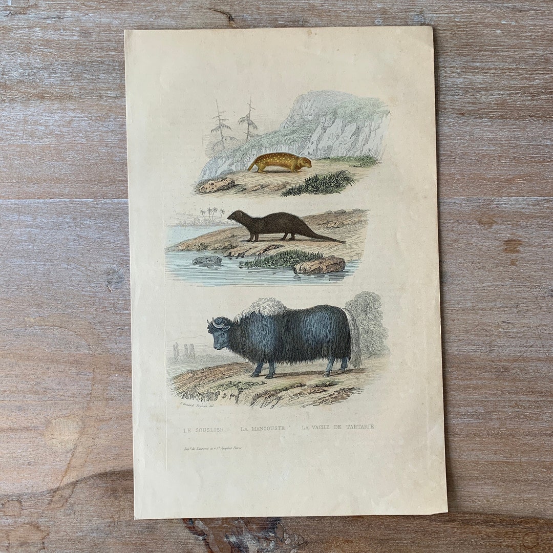 1870 Original Antique Animal Engraving, Ground Squirrel, Mongoose ...