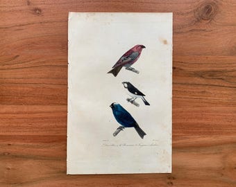 Ancienne Estampe Originale Bec Croisé Américain - Oiseau, 1855 (H/C)