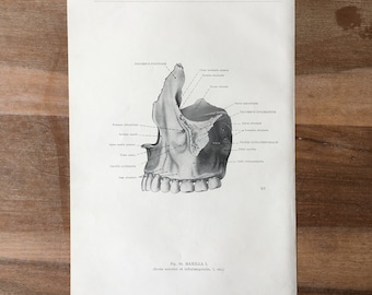 1962 Vintage Medical Print, Osteology Print, Human Body Print, Anatomy art print, Human Skull Print, structure of bones, upper jaw print