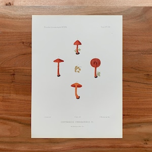 May include: A botanical print featuring four illustrations of vibrant orange mushrooms, each with a distinct shape and stem. The print includes scientific text and is set against a cream-colored background.