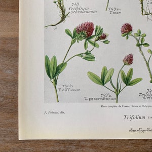 1912 Botanical print set of 2, Lucky Clover print, Canary clover print, Red Clover Print, Herbs print, Original botanical Antique Lithograph image 5