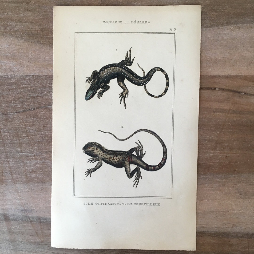 1835 Original Antique Reptiles Engraving With Lizard, Tupinambis, Le ...