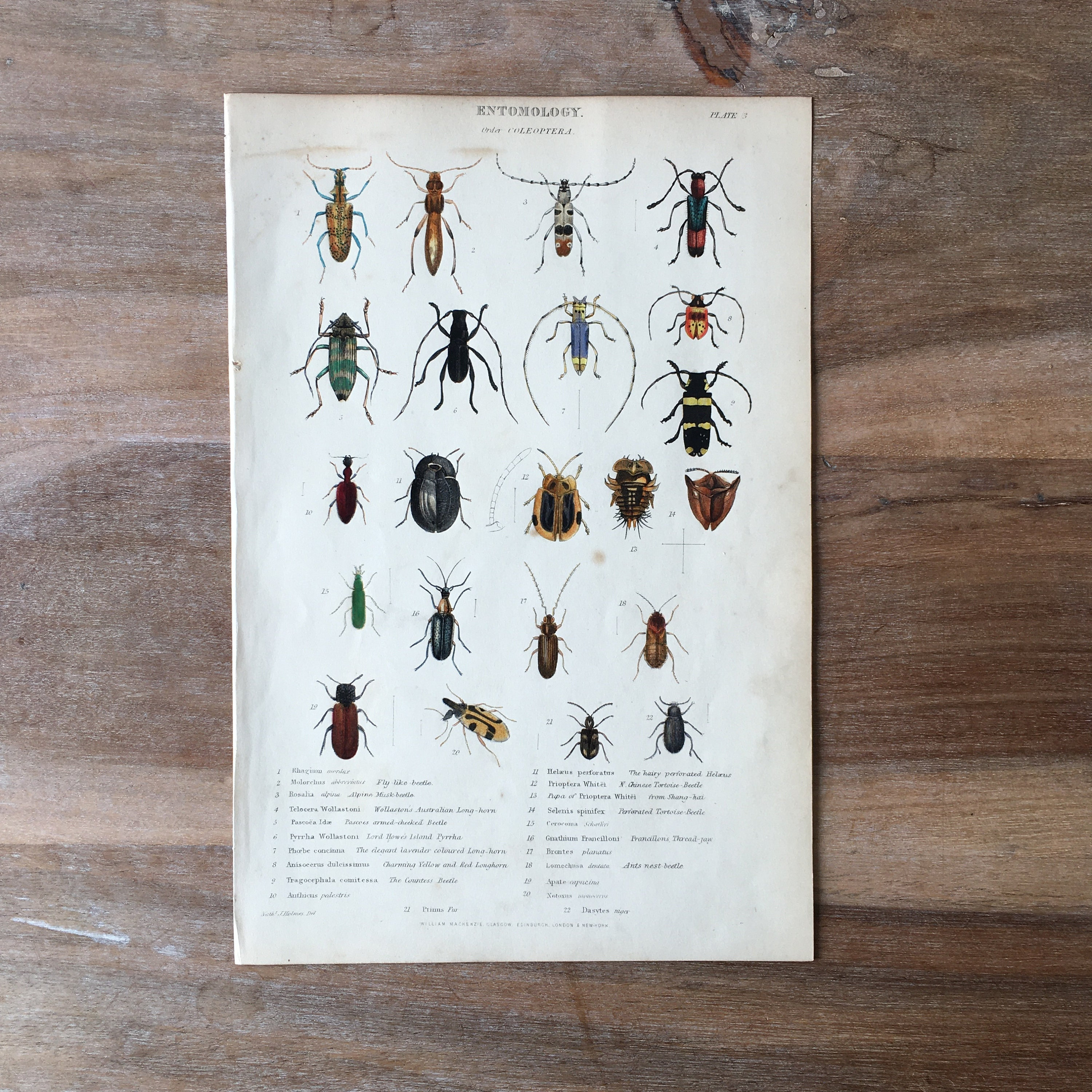 1865年オリジナルのアンティーク昆虫彫刻、カブトムシのようなハエ 