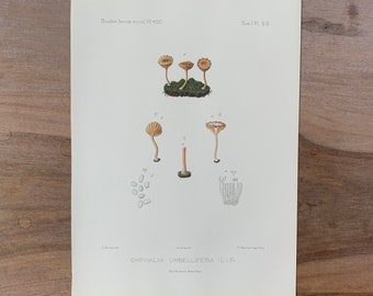 1905 Original Vintage Lithograph with Mushrooms, green-pea mushroom, Mushroom Wall Art, Modern Farmhouse Kitchen Decor