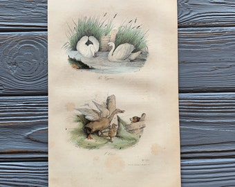 1853 Original Antique bird engraving with swan, goose, Vintage bird illustration, Hand Colored, 6x10 inches