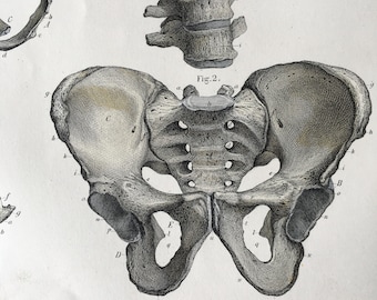 1871 年アンティーク医療彫刻、人間の背骨、脊椎の構造、人間の骨格