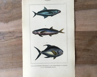 1835 Original antike Fischgravur mit Makrelendruck, Stöcker, Vintage-Fischillustration