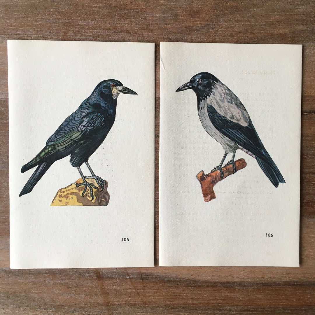 1961 Original Vintage Bird Lithograph Set of 2, Hooded Crow, the Rook ...