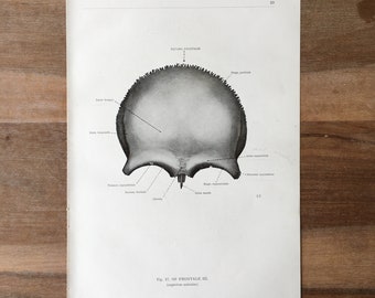 1962 Vintage Medical Print, Osteology Print, Human Body Print, Anatomy art print, Human Skull Print, structure of bones, frontal bone