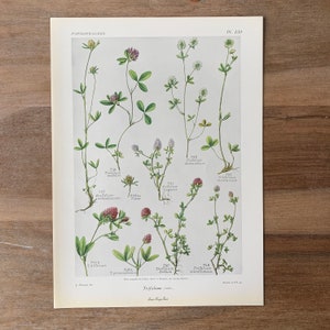 1912 Botanical print set of 2, Lucky Clover print, Canary clover print, Red Clover Print, Herbs print, Original botanical Antique Lithograph image 4