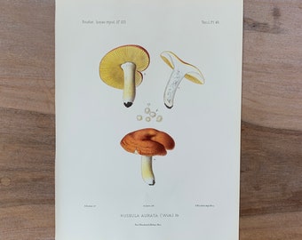 Könnte beinhalten: Eine Vintage-botanische Illustration eines Pilzes, Russula aurata (Wib.) Fr., mit einem gelben Hut und orangefarbenen Lamellen. Die Illustration stammt aus dem Buch "Icones mycologae" von Paul Richard Edmonston Paris.
