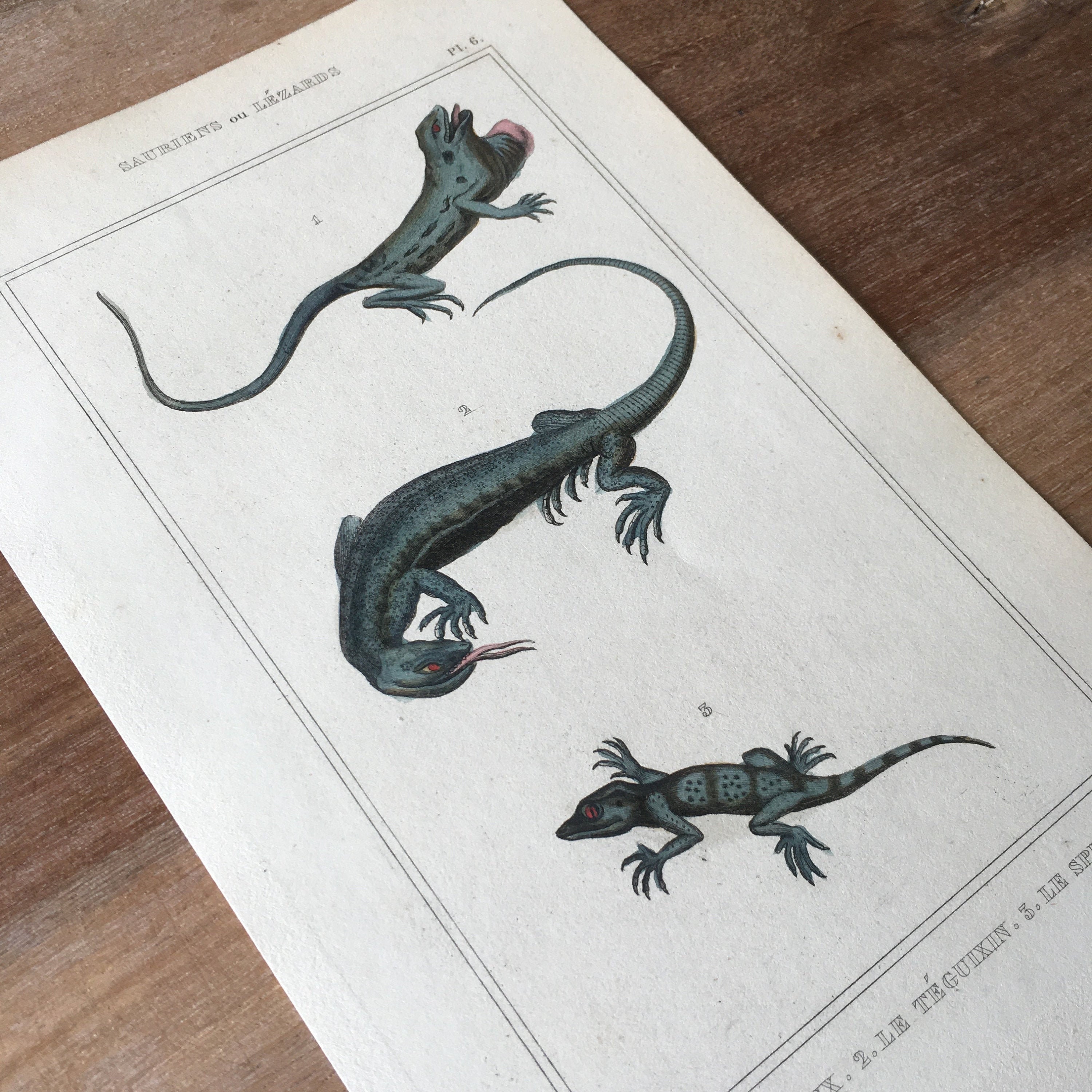 画材 Lizardrite Genuine Amazon.com : FINGERINSPIRE Lizards Stencil 11.7x8.3 inch