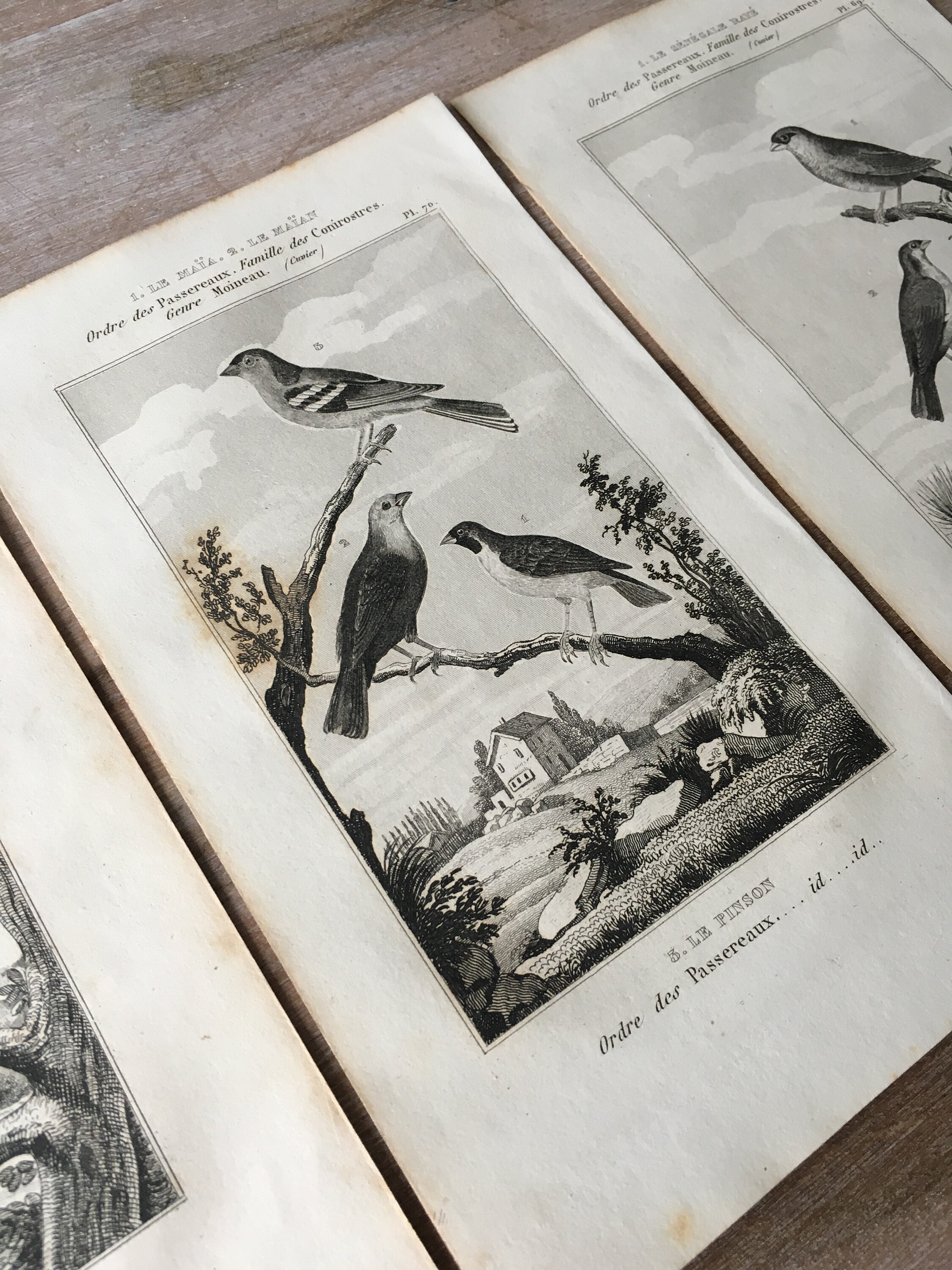 アンティーク　フレーム 鳥の絵画　リトグラフ DSC00405_726fec28-4f7a-4e2d-