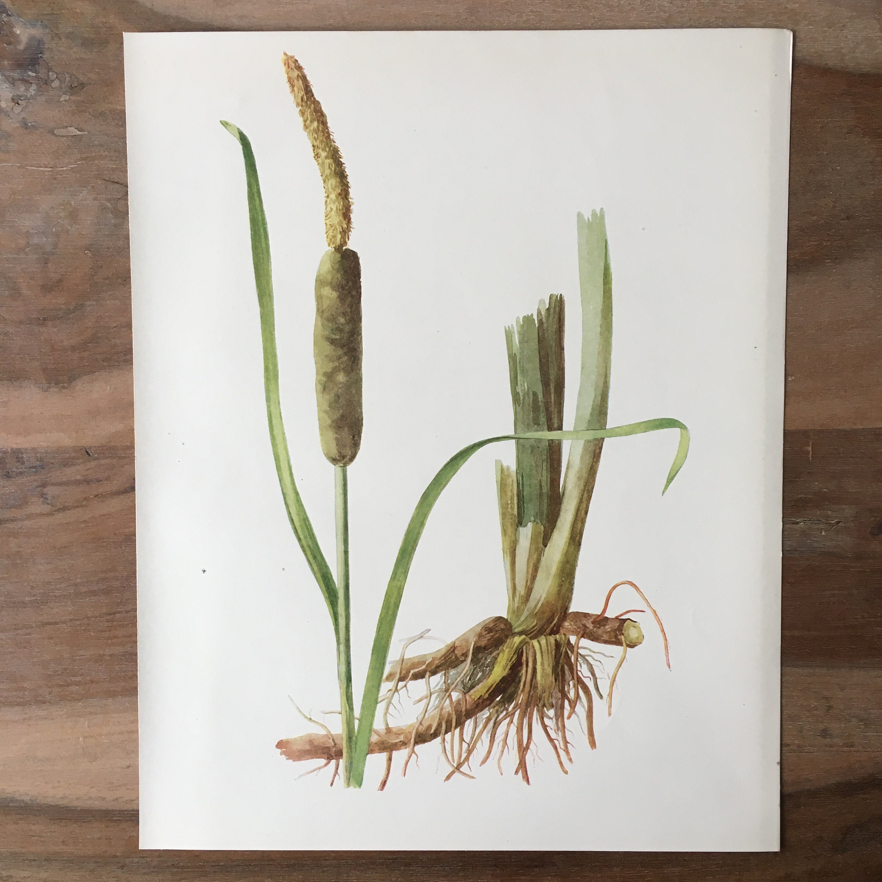 1914 Original Botanical Antique Lithograph Set of 2 With Branched Bur ...