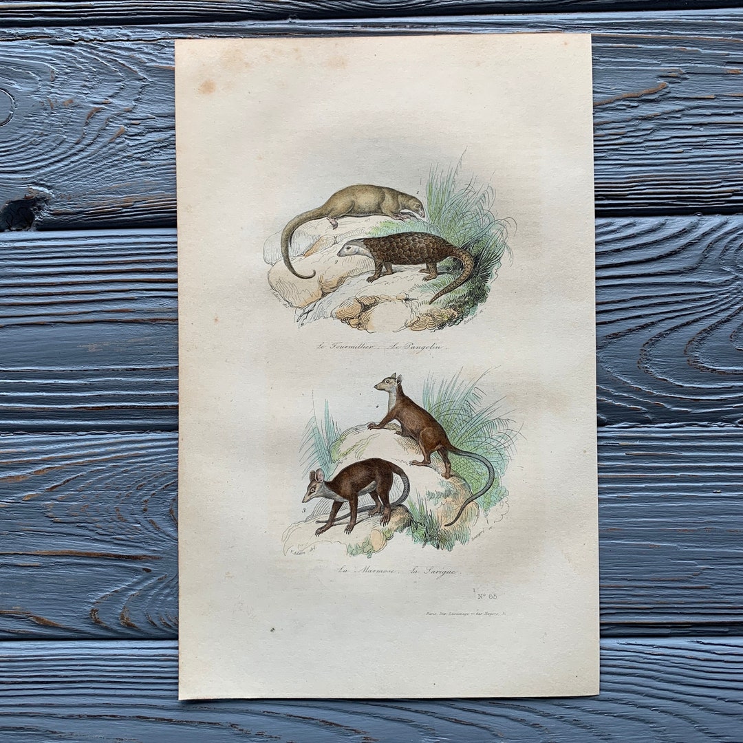 1853 Original Antique Animal Engraving With Anteater, Vintage Animal ...