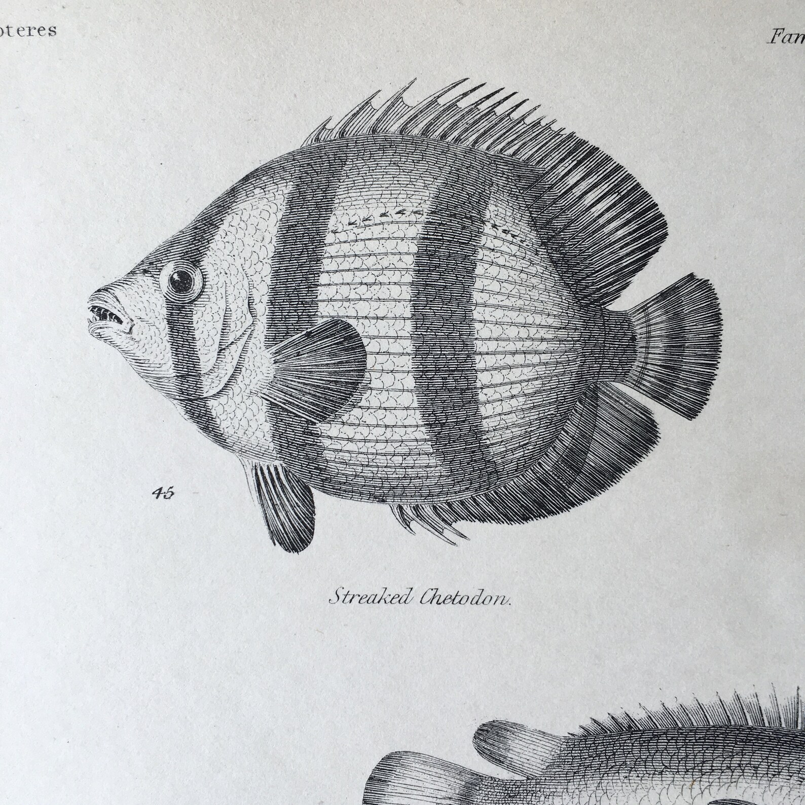 1865 Original Antique Fish Engraving, Antique Fish Engraving, Climbing ...