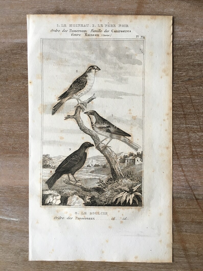 1835 Original Antique Lithograph set of 4 Eurasian siskin House sparrow Paroaria Print Cardinal Bird Print Old print Red crossbill