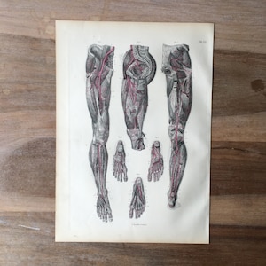 May include: A vintage anatomical illustration of the human leg, showing the veins and arteries in detail. The image is printed in black and white with red highlights. The image is labeled with the text "Tab. 321" and "J. Frohlich a. Leipzig."