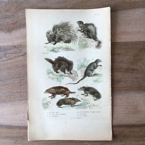 1835 Original antike Gravur, Naturgeschichte – Stachelschwein-Illustration