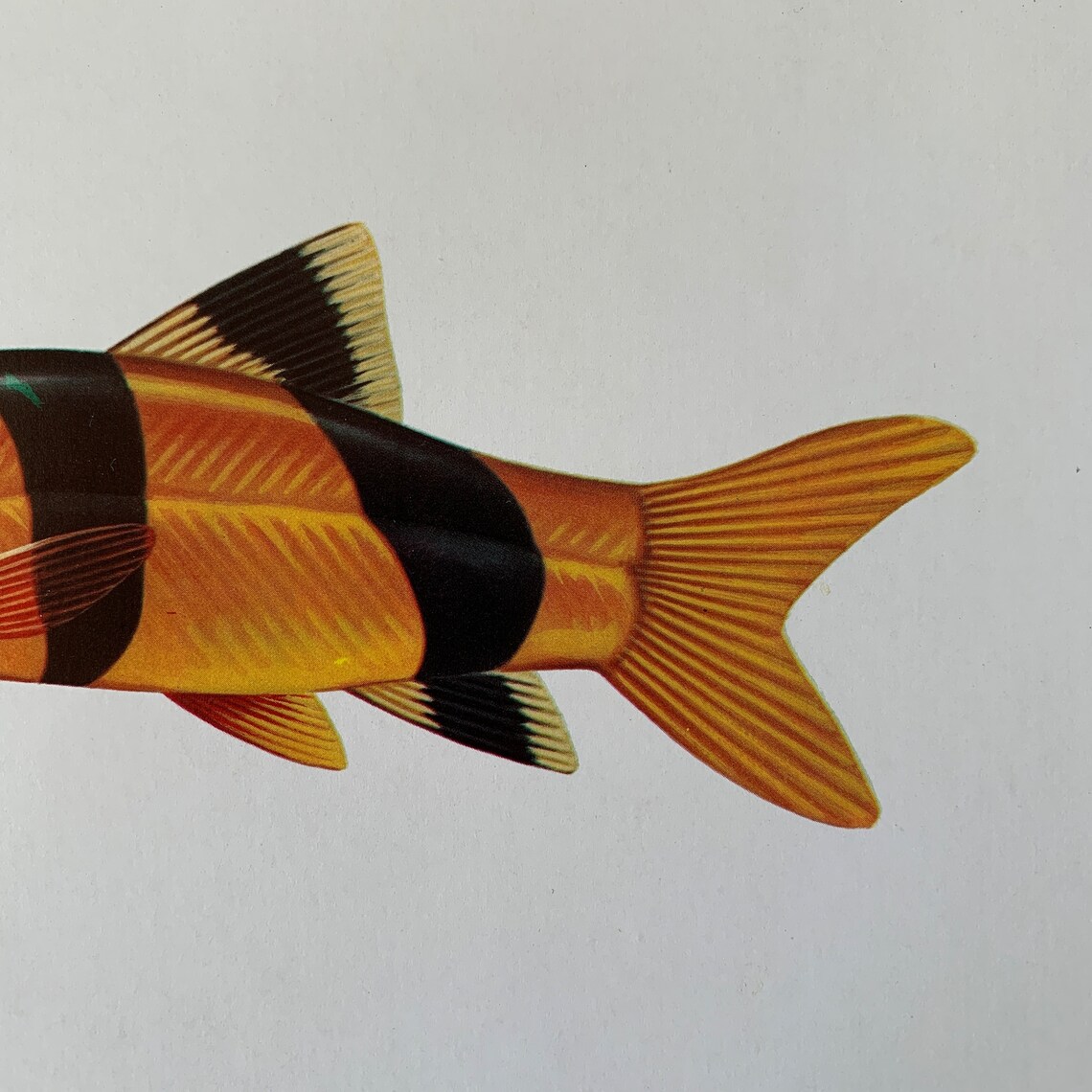 1975 Vintage Fish Print, the Clown Loach or Tiger Botia Fish ...