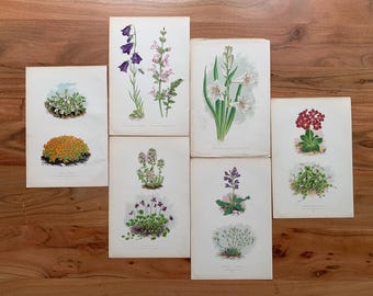 1882 Antique Botanical Lithograph Set of 6 | Vintage Medicinal
