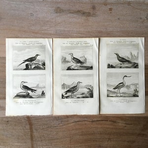 1835 Originale antike Lithografien mit Vögeln, Langschwanzjäger, Skimmer, Möwen, braune Noddy-Illustration, Vogeldrucke im 3er-Set