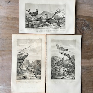 1835 Original Antique Lithographs with birds, Hazel grouse, sandgrouse, Ptarmigans illustration, Bird prints set of 3