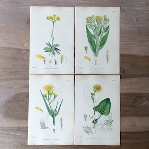 1866 Ensemble de lithographies botaniques antiques de 4 - imprimé fleurs de champ, illustration botanique ancienne colorée à la main