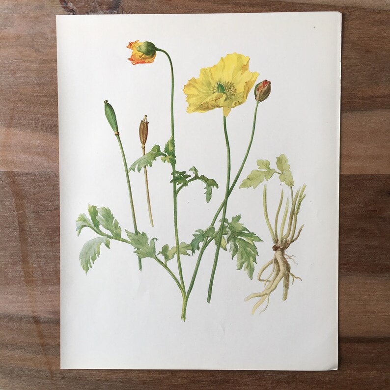 Antique Print Welsh Poppy Flowering Plants Fumitory family Poppy Print 1914 Original botanical Antique Lithograph set of 2 Corn Poppy