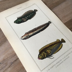 May include: A vintage illustration of three fish, a green and black fish, a brown fish, and a yellow and brown fish. The illustration is from a book titled "Poissons" and includes the text "1. Le Blennie Bosquien. 2. Le Blennie Gun 3. Le Blennie Pointillé."