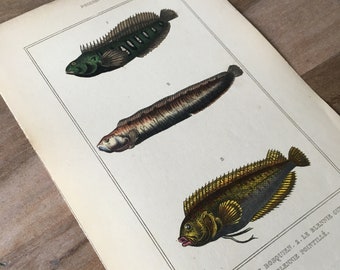 1835 Originale antike Fischgravur mit floralem Blenny-Druck, Schmetterlings-Blenny, Vintage-Fischdruck, Unterwasserwelt
