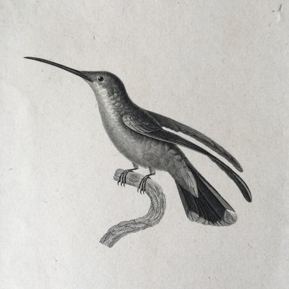 Original antique bird print White-Throat print Bird wall decor Colibri Print 1835 Hummingbird engraving