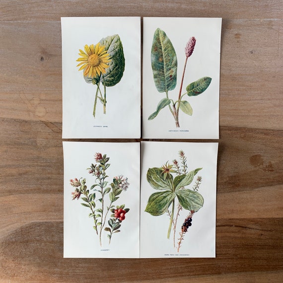 1905年頃の植物画4枚セット - 野花の壁アート - オリジナル