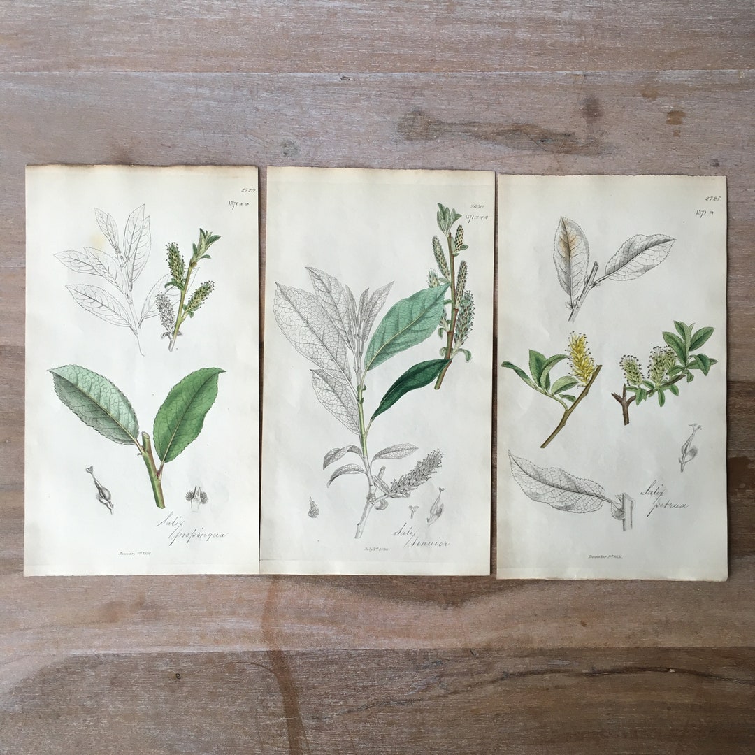 1835 Antique Botanical Prints Set of 3 Minimalist Botanical Etsy