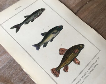 1835 Fischgravur, Original antiker Fischdruck, Goldfischdruck, Karpfendruck, Vintage-Fischdruck, Fischdekor, Unterwasserwelt