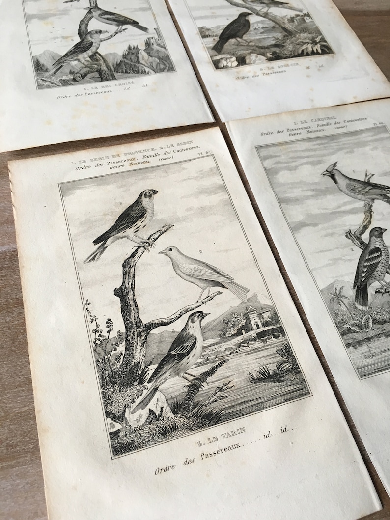 1835 Original Antique Lithograph set of 4 Eurasian siskin House sparrow Paroaria Print Cardinal Bird Print Old print Red crossbill