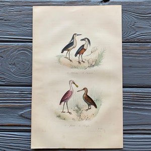 1853 Originale antike Vogelgravur mit Bootsschnabelreiher, Löffler, Vintage-Vogelillustration, handkoloriert, 6x10 Zoll