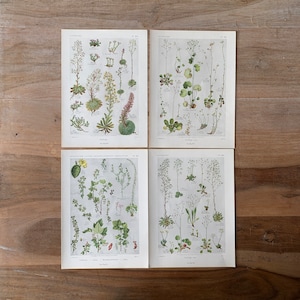 1912 Botanical print set of 4 with field flowers and plants, Original Antique Herb Lithograph