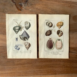 Può includere: Due pagine di un libro antico con illustrazioni di diverse conchiglie. Le illustrazioni sono dipinte a mano ad acquerello e raffigurano le conchiglie in dettaglio. Le pagine sono etichettate "Molusques" e includono i nomi latini di ogni conchiglia.